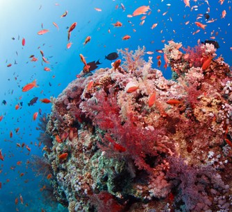 coral-reef-marsa-abu-dabab-red-sea-egypt_original.jpg
